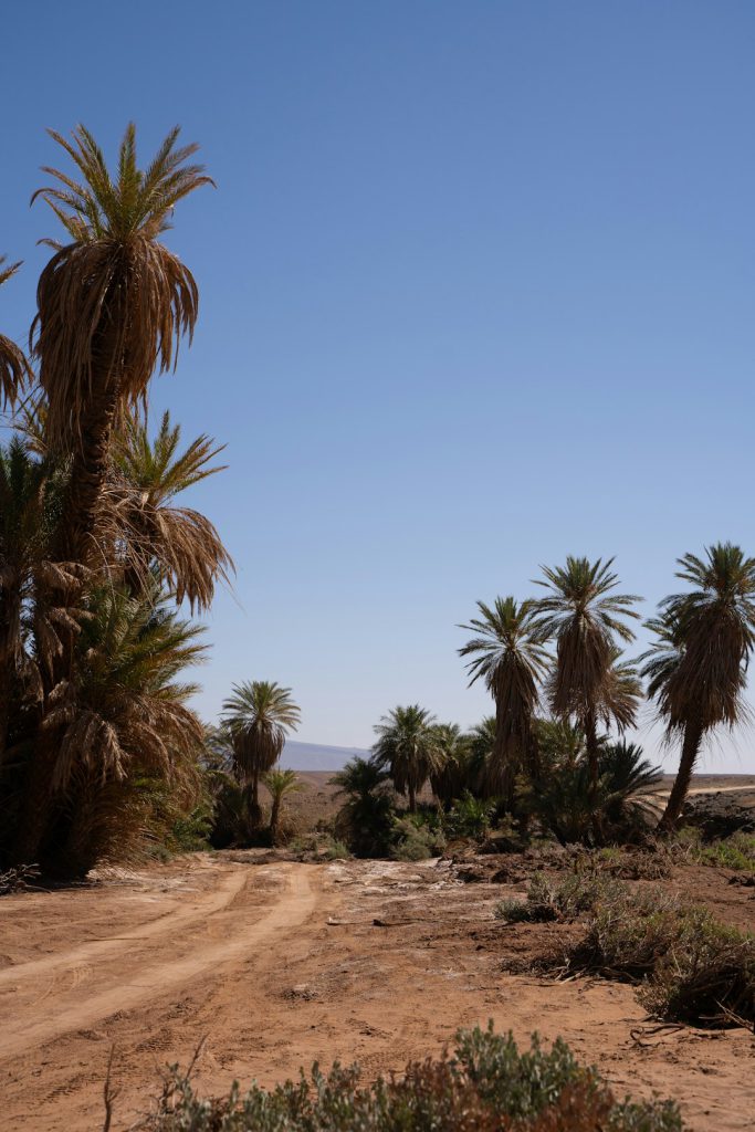 איך ישראל מובילה בשמירת המגוון הביולוגי והצמחייה הייחודית שלה